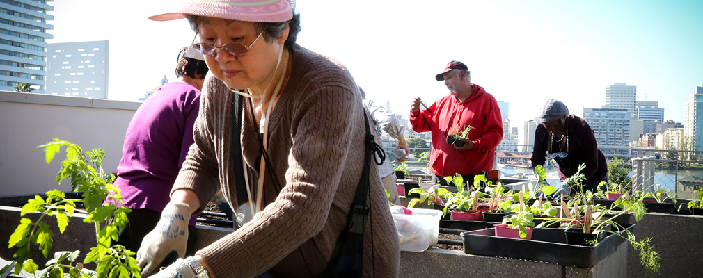 Photograph of four residents and volunteers planting seedlings in the raised beds of a rooftop community garden.